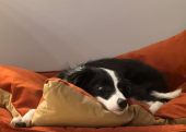 5 aylık b scrli dişi border collie